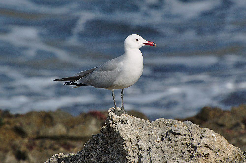 地中海鸥 / Audouin\'s Gull / Ichthyaetus audouinii