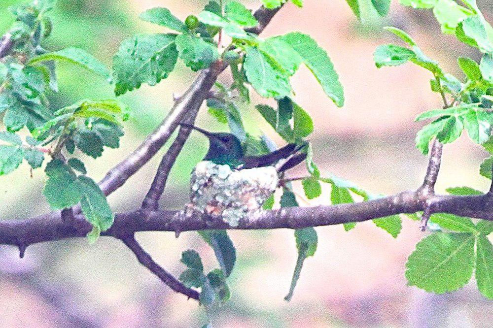 辉绿蜂鸟 / Shining-green Hummingbird / Chrysuronia goudoti