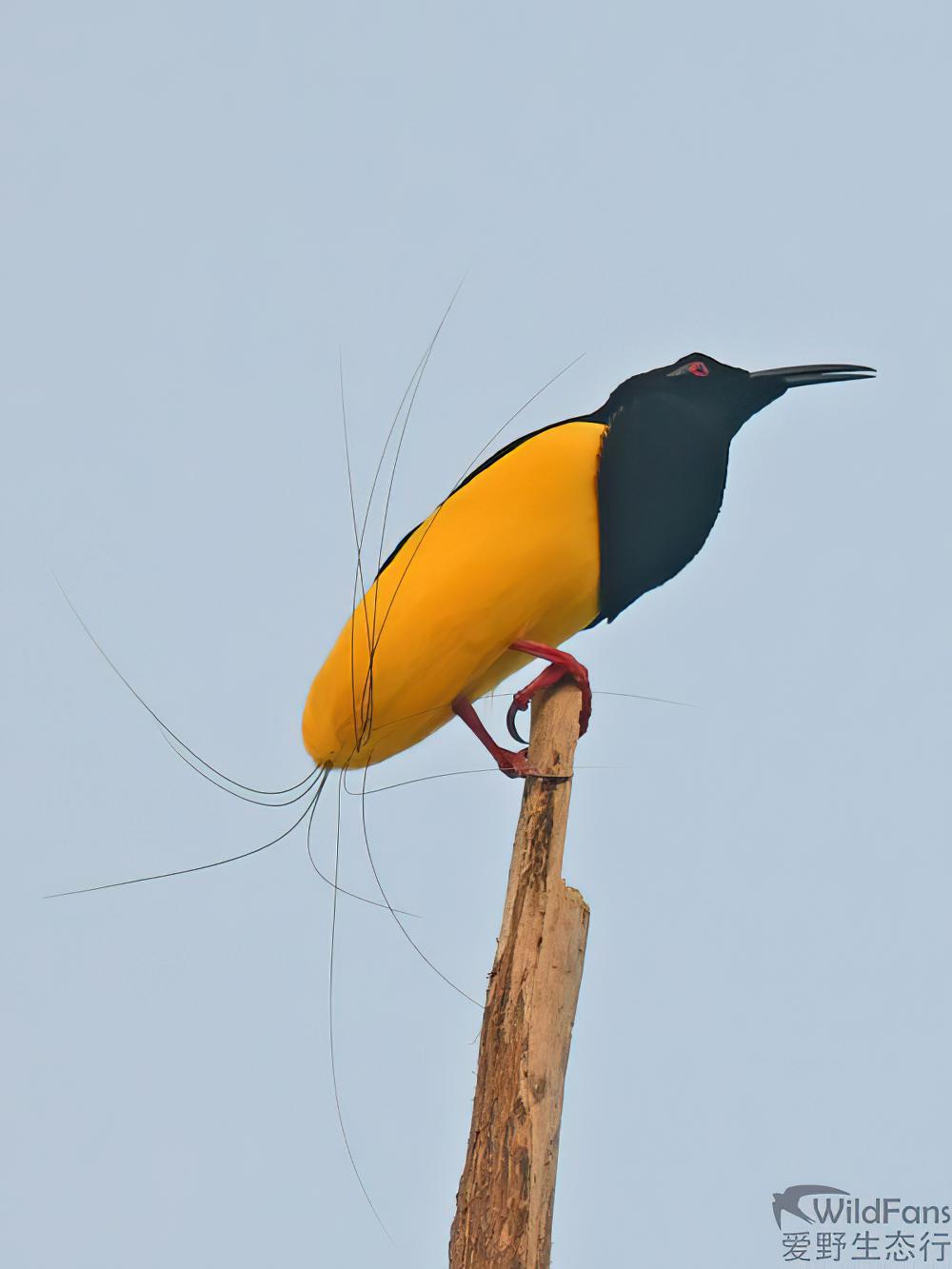 十二线极乐鸟 / Twelve-wired Bird-of-paradise / Seleucidis melanoleucus