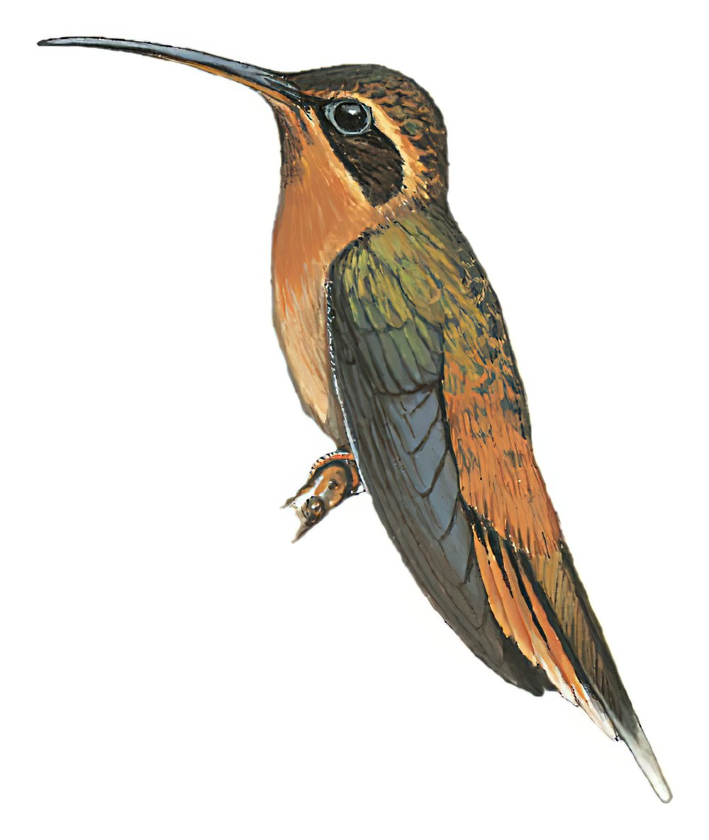 红喉隐蜂鸟 / Cinnamon-throated Hermit / Phaethornis nattereri