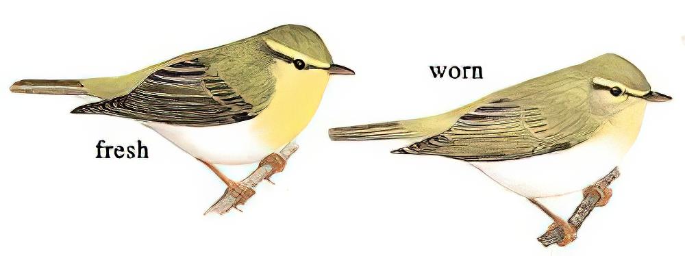 林柳莺 / Wood Warbler / Phylloscopus sibilatrix