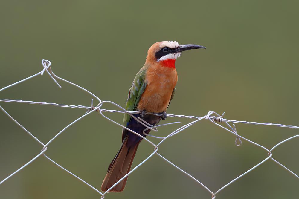 白额蜂虎 / White-fronted Bee-eater / Merops bullockoides