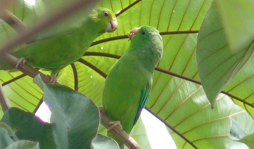 绿腰鹦哥 / Green-rumped Parrotlet / Forpus passerinus
