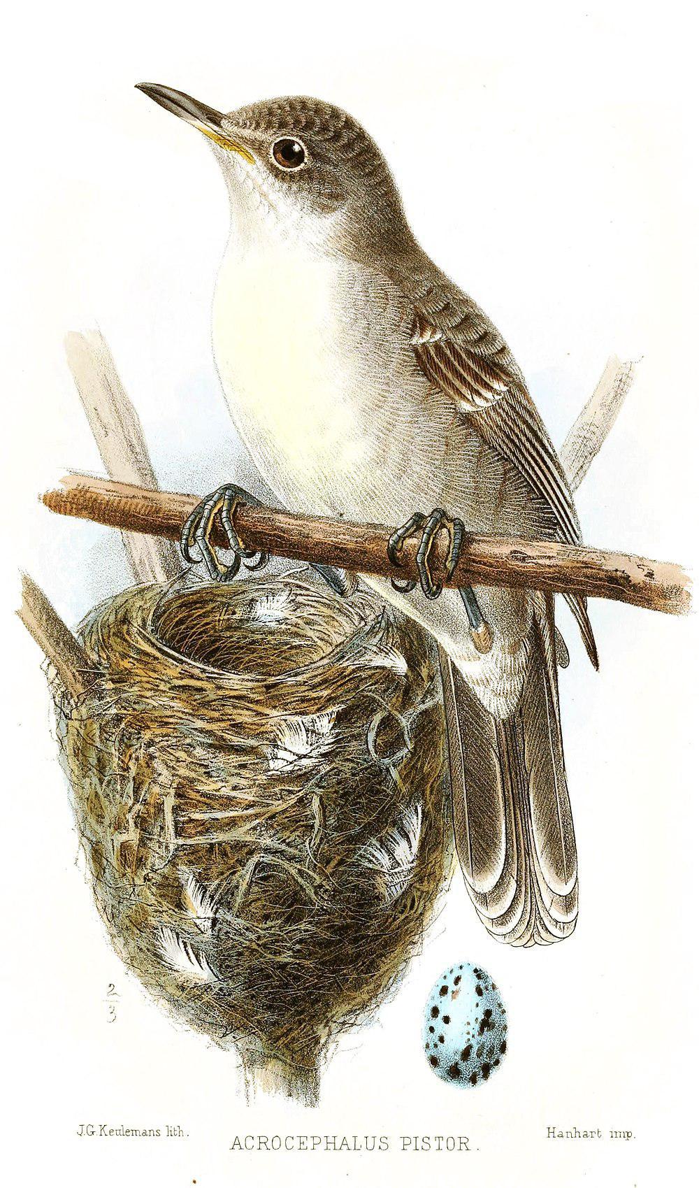 玻利苇莺 / Bokikokiko / Acrocephalus aequinoctialis