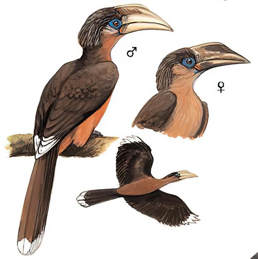 白喉犀鸟 / Austen\'s Brown Hornbill / Anorrhinus austeni