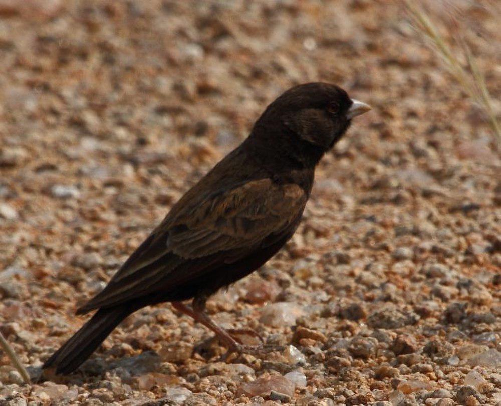 黑耳雀百灵 / Black-eared Sparrow-Lark / Eremopterix australis