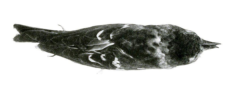 海地交嘴雀 / Hispaniolan Crossbill / Loxia megaplaga