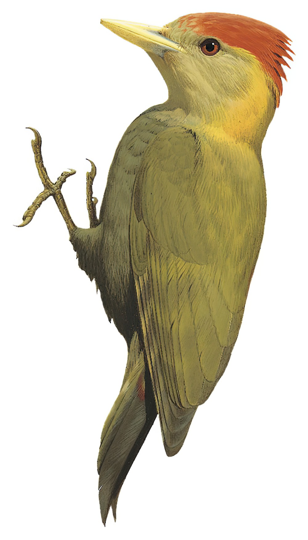 马来竹啄木鸟 / Bamboo Woodpecker / Gecinulus viridis