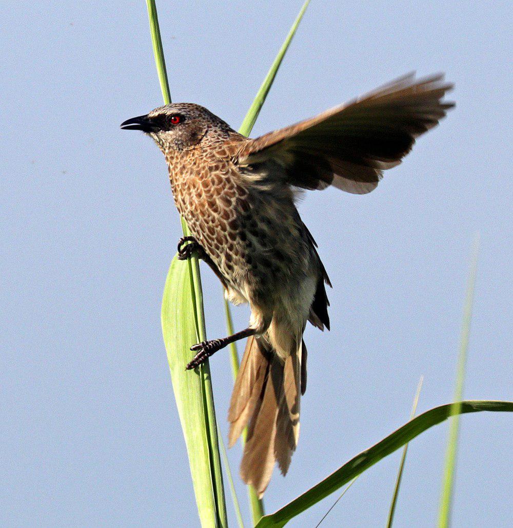 安哥拉鸫鹛 / Hartlaub\'s Babbler / Turdoides hartlaubii