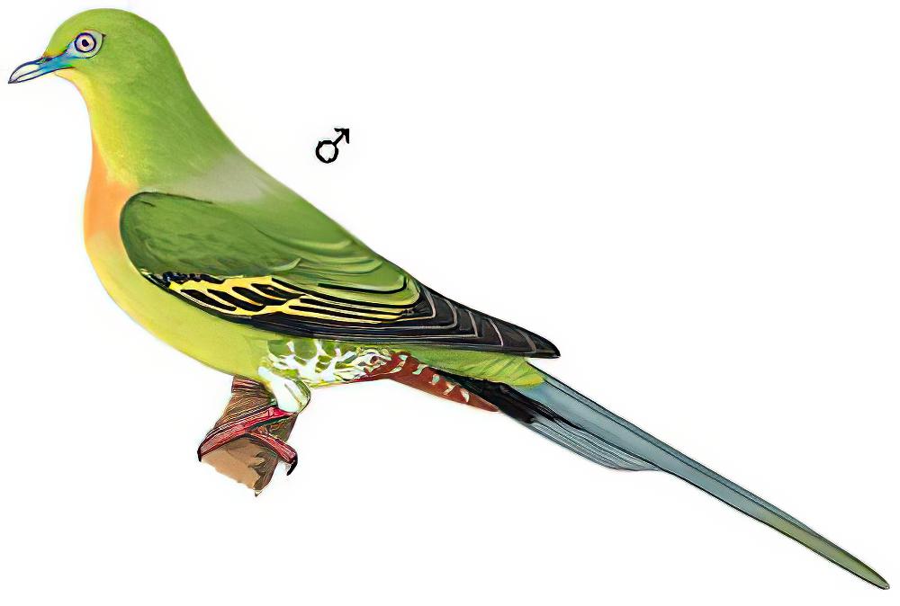 针尾绿鸠 / Pin-tailed Green Pigeon / Treron apicauda