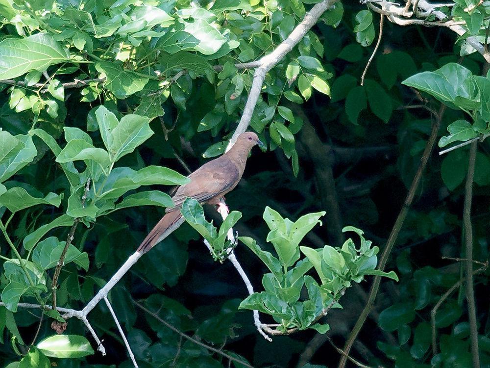 棕鹃鸠 / MacKinlay\'s Cuckoo-Dove / Macropygia mackinlayi