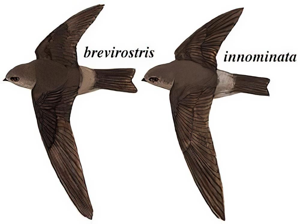 短嘴金丝燕 / Himalayan Swiftlet / Aerodramus brevirostris