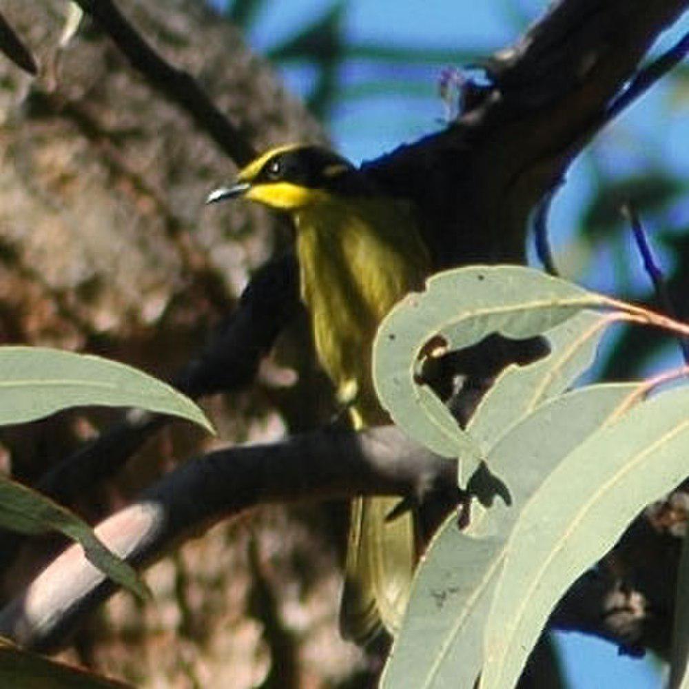 黄冠吸蜜鸟 / Yellow-tufted Honeyeater / Lichenostomus melanops