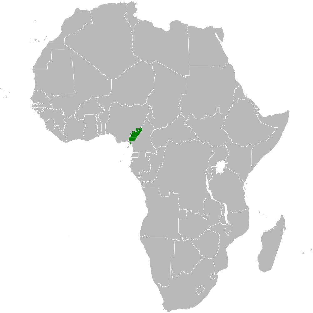 喀麦隆鹎 / Cameroon Greenbul / Arizelocichla montana