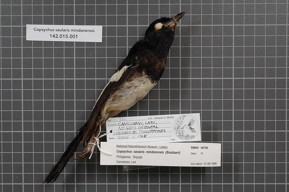 菲律宾鹊鸲 / Philippine Magpie-Robin / Copsychus mindanensis