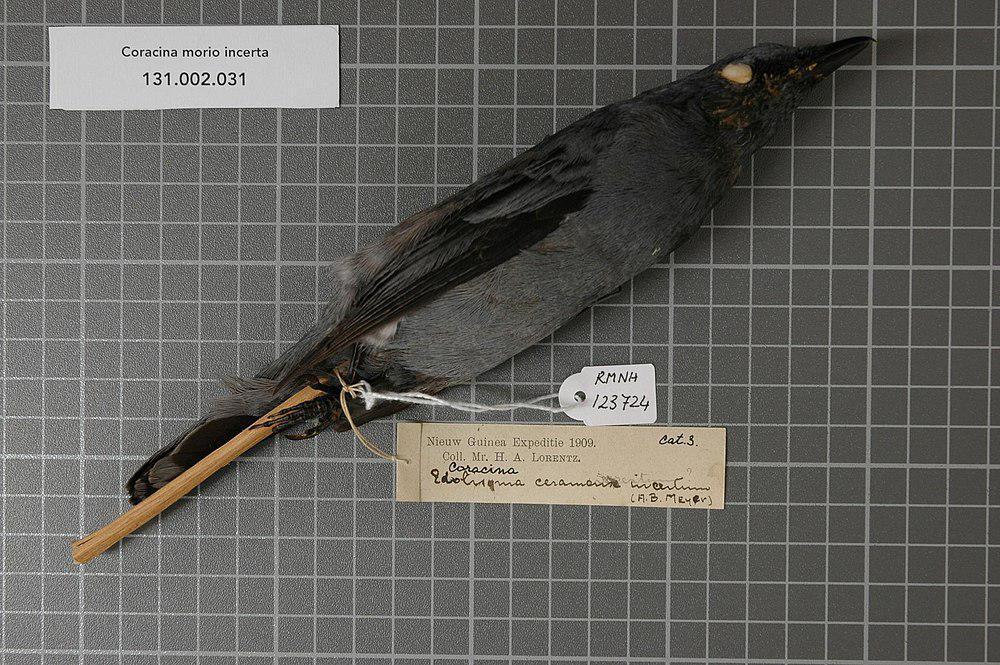 黑肩鹃鵙 / Black-shouldered Cicadabird / Edolisoma incertum