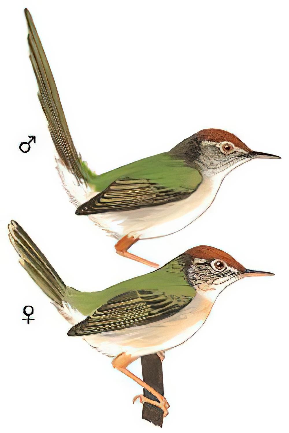 长尾缝叶莺 / Common Tailorbird / Orthotomus sutorius