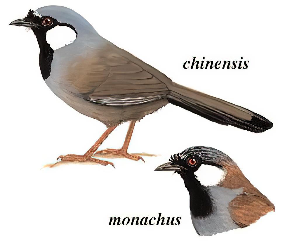 黑喉噪鹛 / Black-throated Laughingthrush / Pterorhinus chinensis