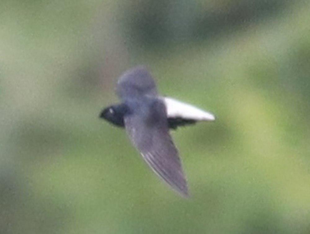 银腰针尾雨燕 / Silver-rumped Spinetail / Rhaphidura leucopygialis