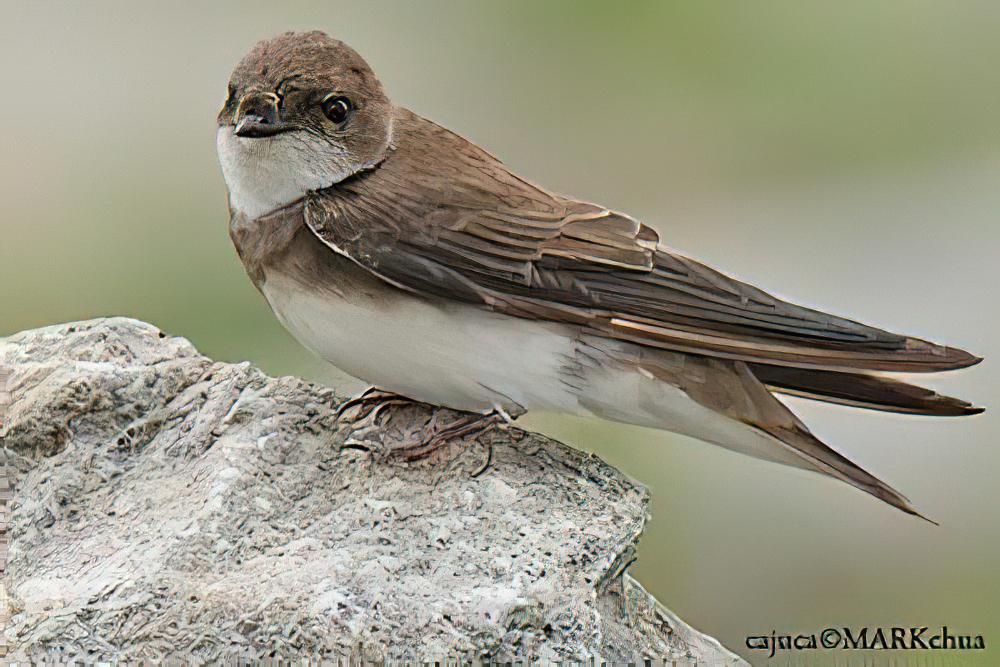 崖沙燕 / Sand Martin / Riparia riparia