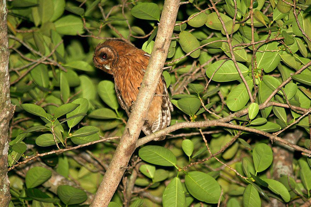 牙买加鸮 / Jamaican Owl / Pseudoscops grammicus