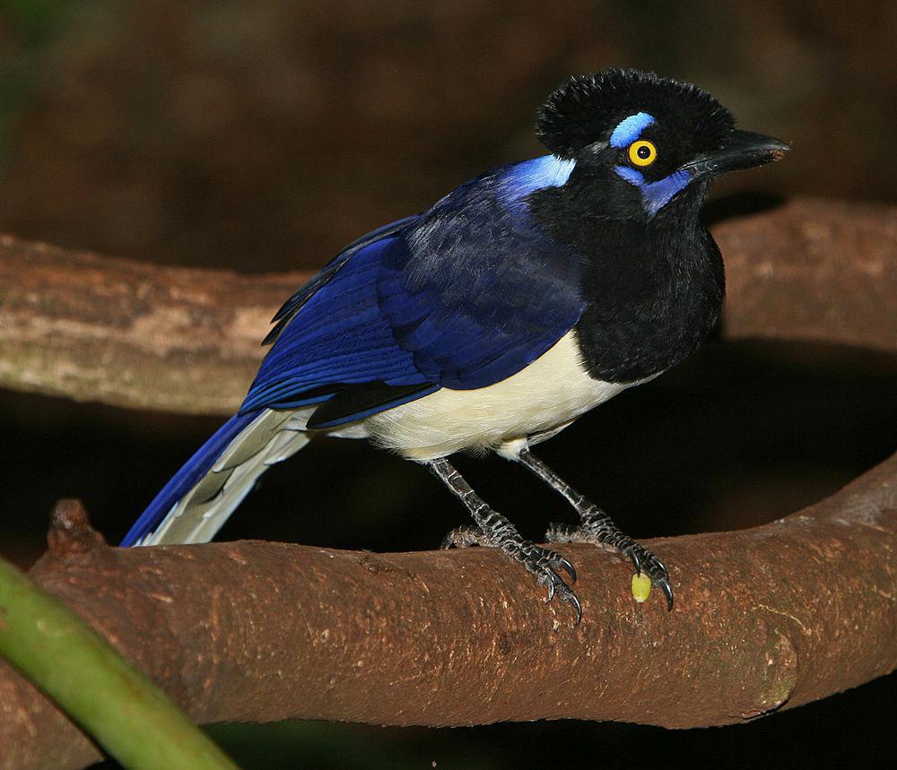 绒冠蓝鸦 / Plush-crested Jay / Cyanocorax chrysops