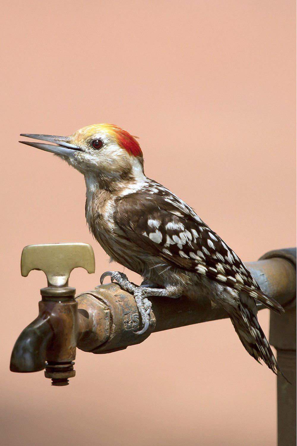 黄额斑啄木鸟 / Yellow-crowned Woodpecker / Leiopicus mahrattensis