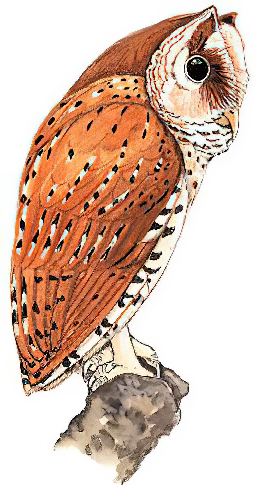 栗鸮 / Oriental Bay Owl / Phodilus badius