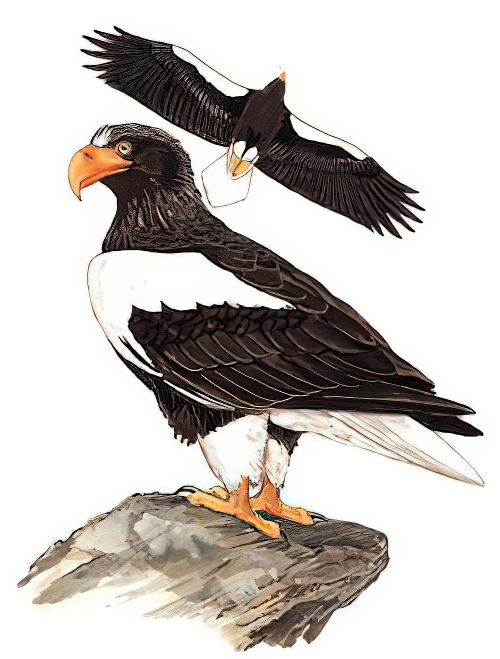 虎头海雕 / Steller\'s Sea Eagle / Haliaeetus pelagicus
