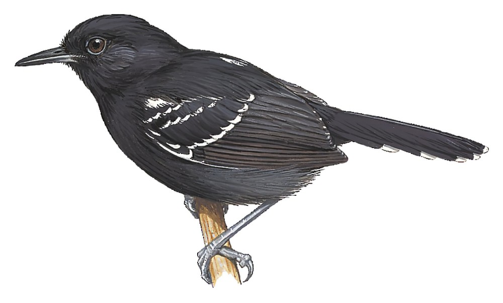 巴西蚁鸟 / Rio Branco Antbird / Cercomacra carbonaria