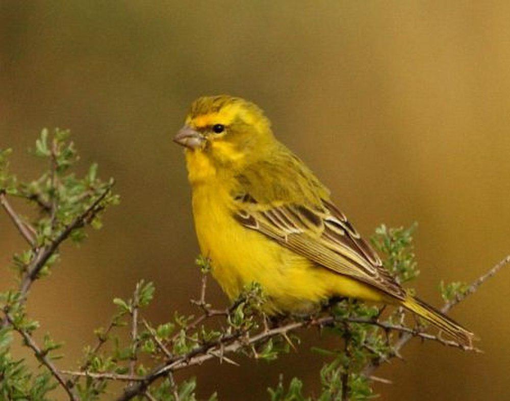 黄丝雀 / Yellow Canary / Crithagra flaviventris