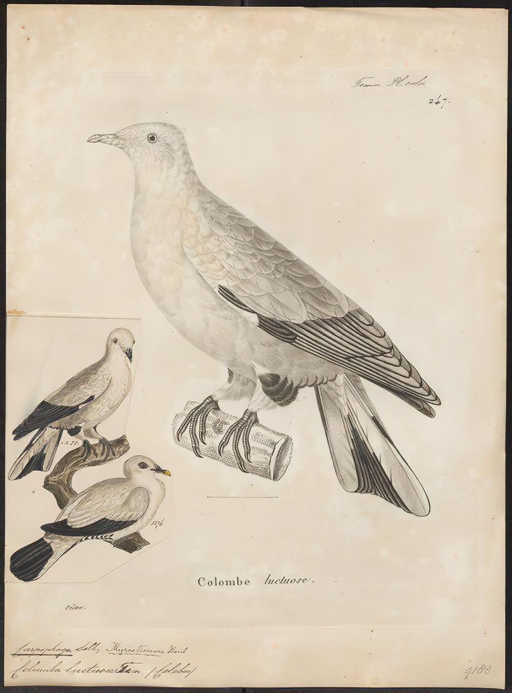 苏拉斑皇鸠 / Silver-tipped Imperial Pigeon / Ducula luctuosa