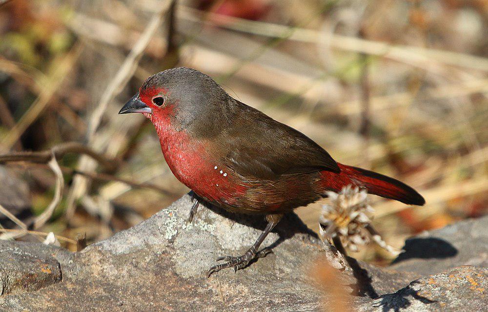 灰顶火雀 / African Firefinch / Lagonosticta rubricata