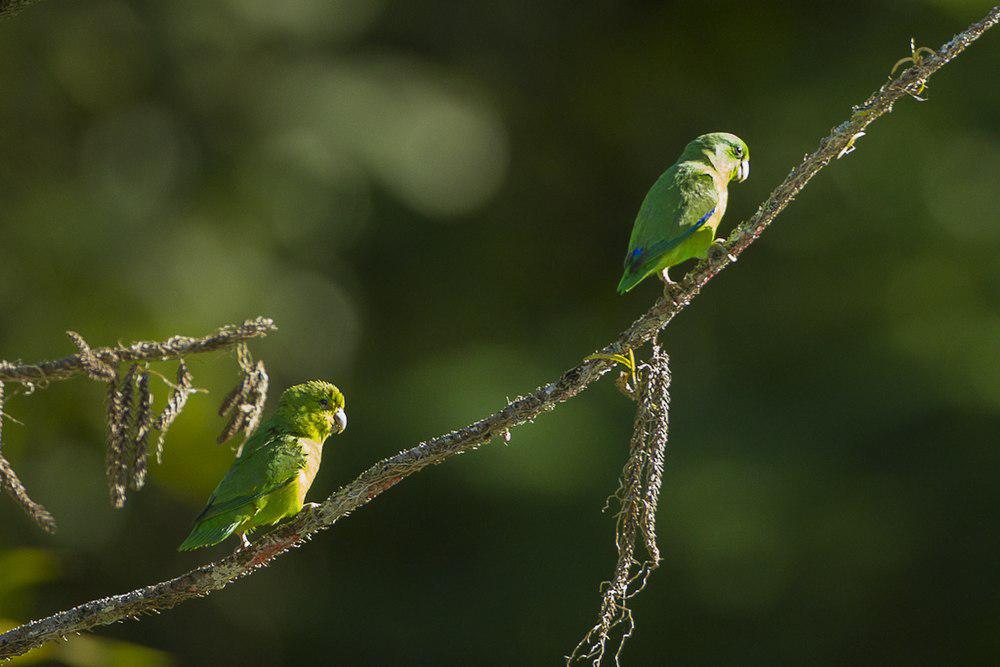 大嘴鹦哥 / Large-billed Parrotlet / Forpus crassirostris