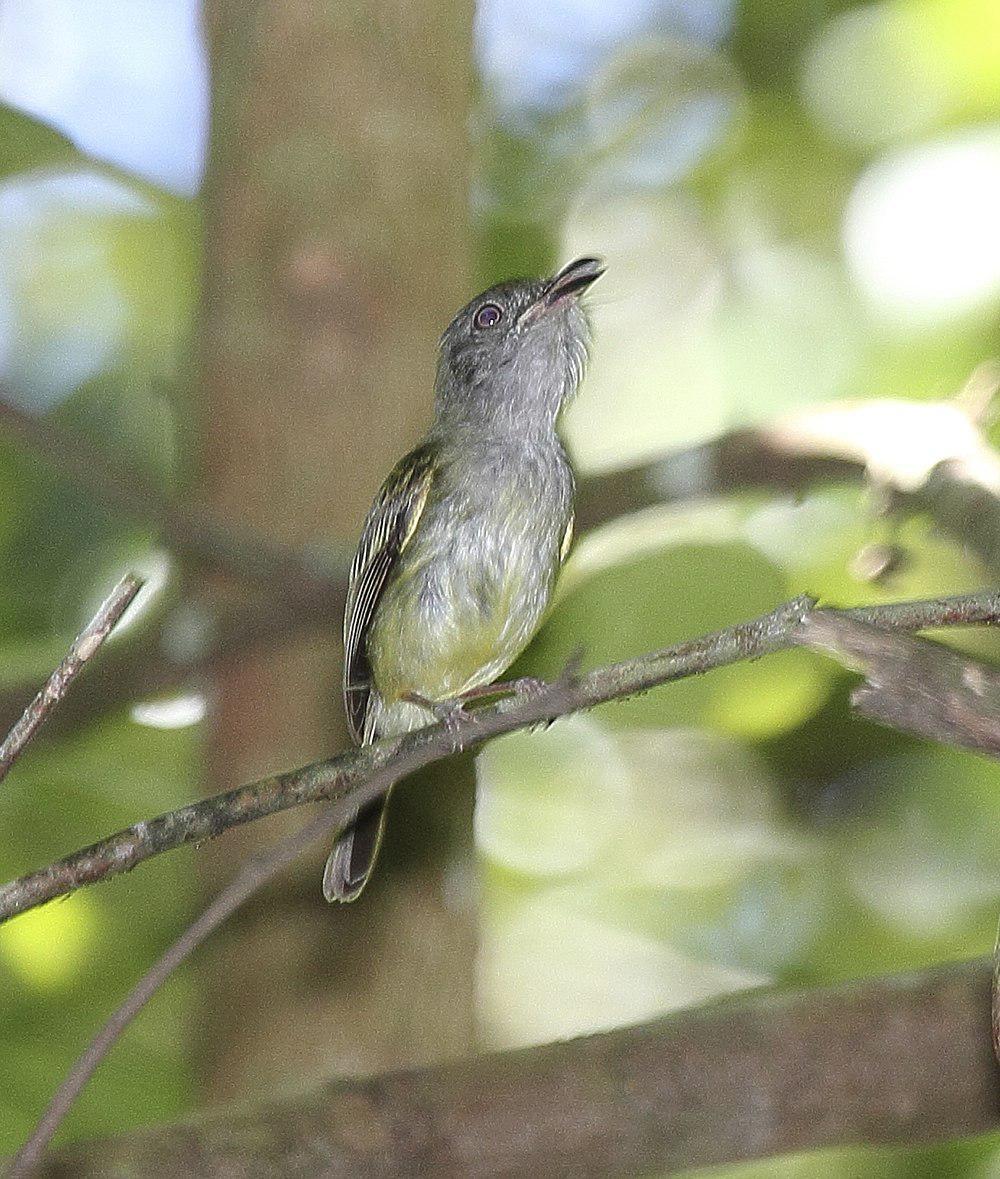 北弯嘴霸鹟 / Northern Bentbill / Oncostoma cinereigulare