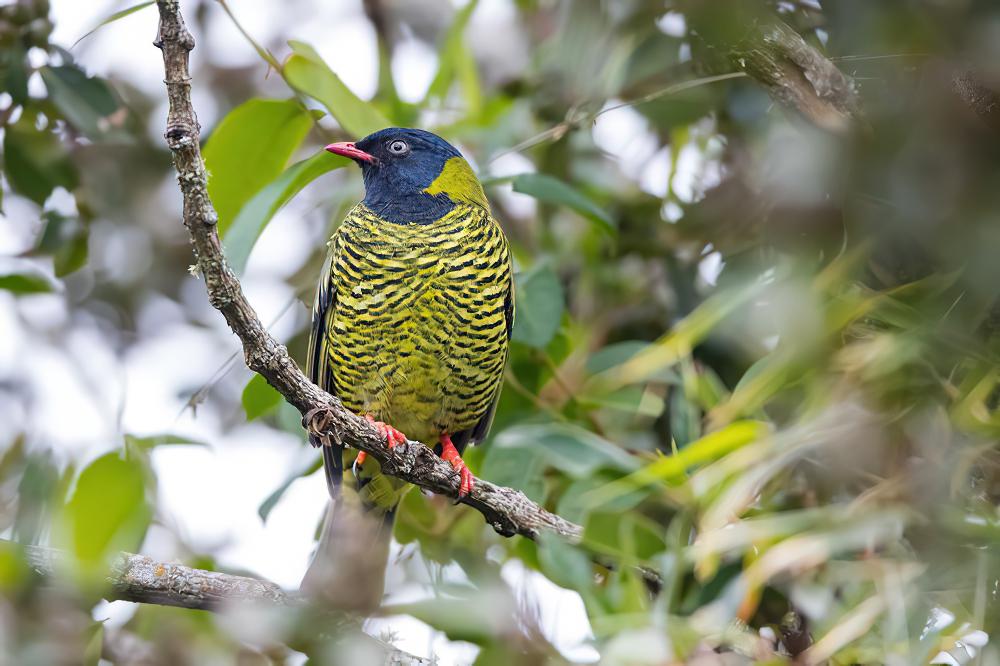 横斑食果伞鸟 / Barred Fruiteater / Pipreola arcuata