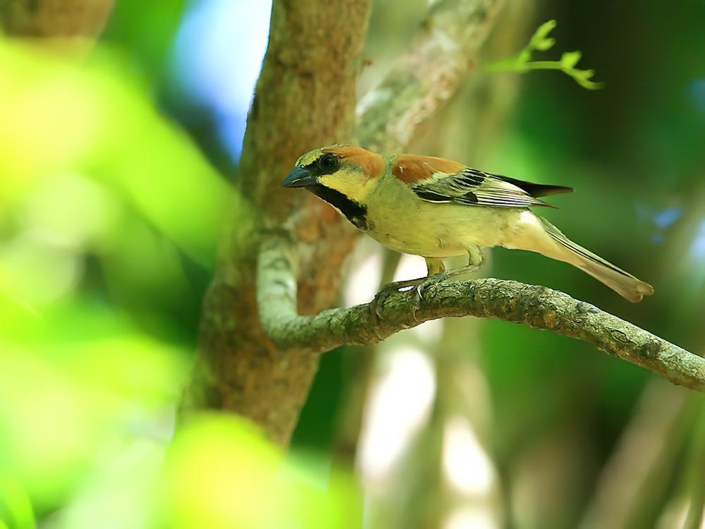 黄腹麻雀 / Plain-backed Sparrow / Passer flaveolus