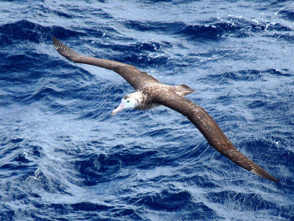 特岛信天翁 / Tristan Albatross / Diomedea dabbenena