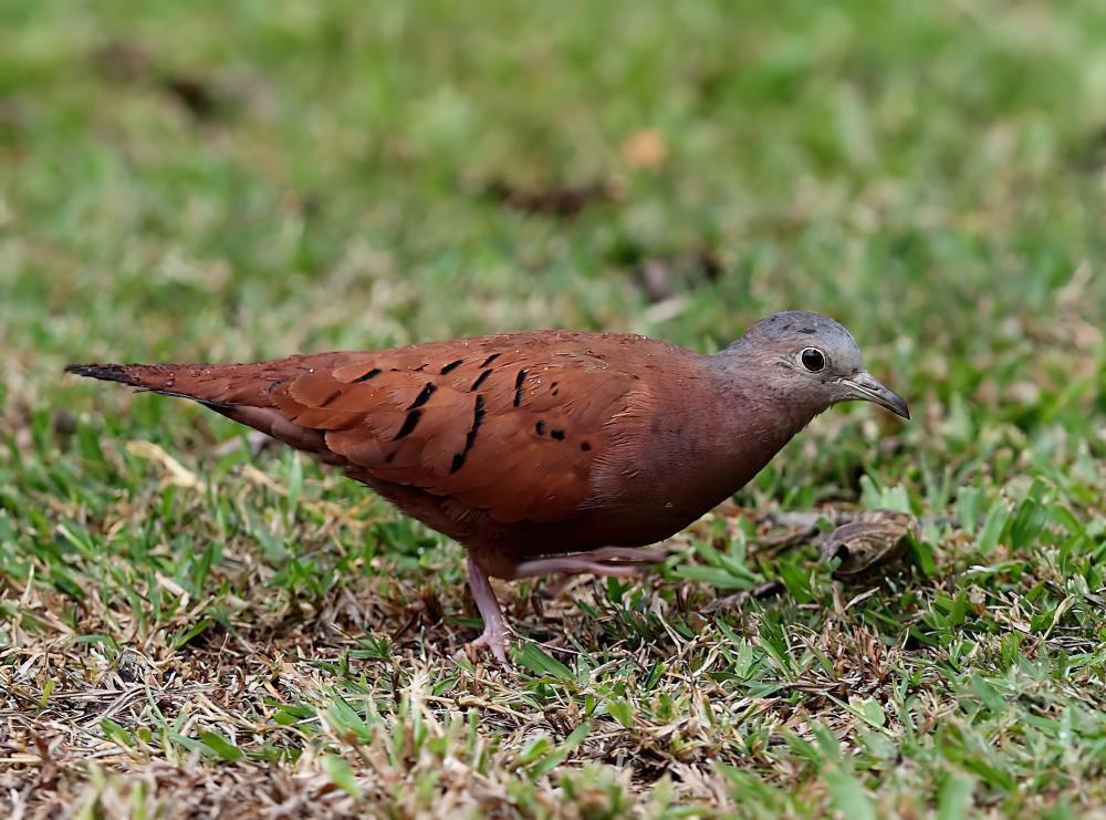 红地鸠 / Ruddy Ground Dove / Columbina talpacoti