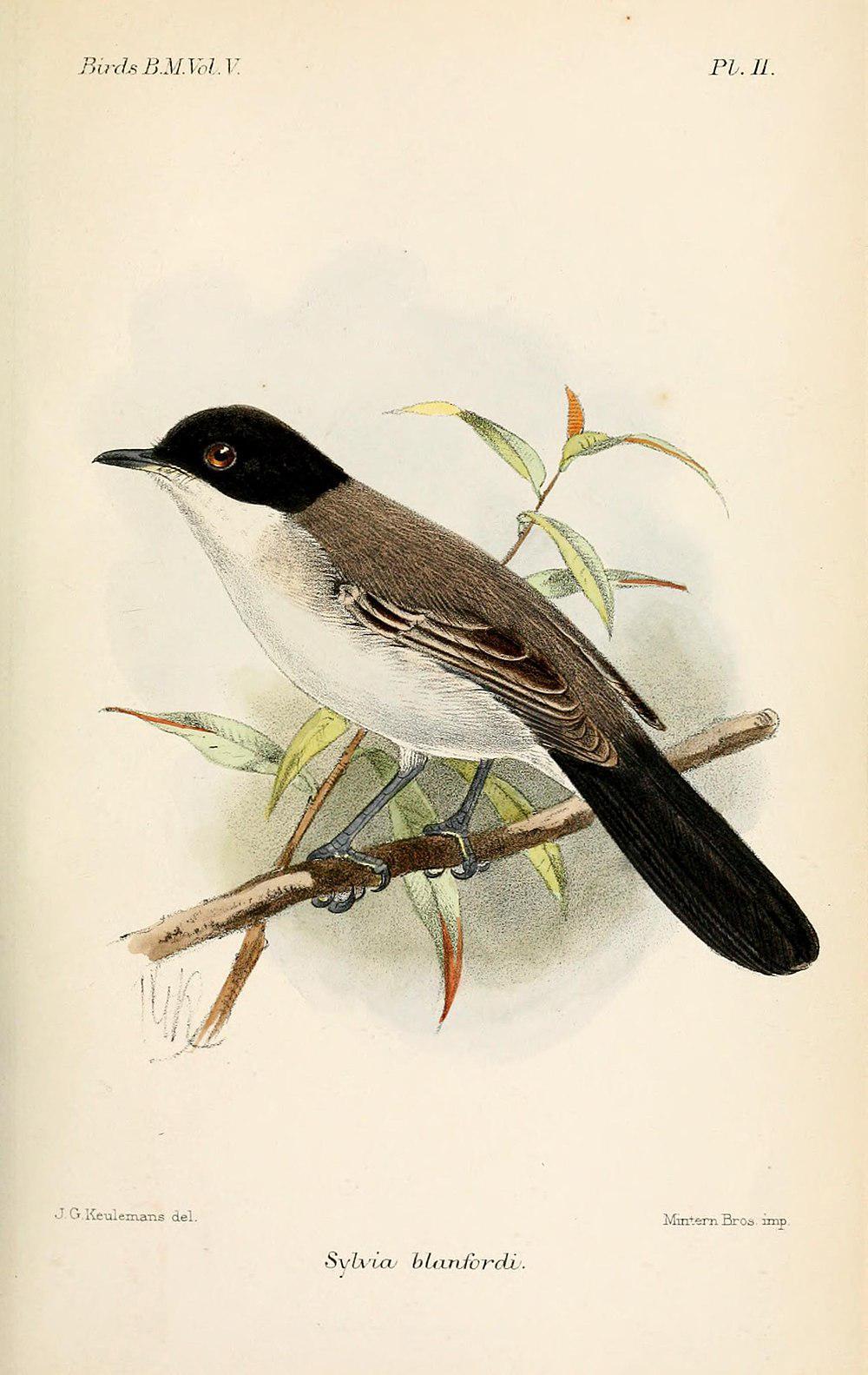 红海林莺 / Arabian Warbler / Curruca leucomelaena