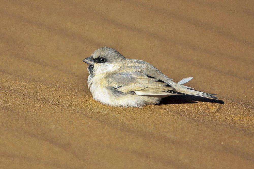 荒漠麻雀 / Desert Sparrow / Passer simplex