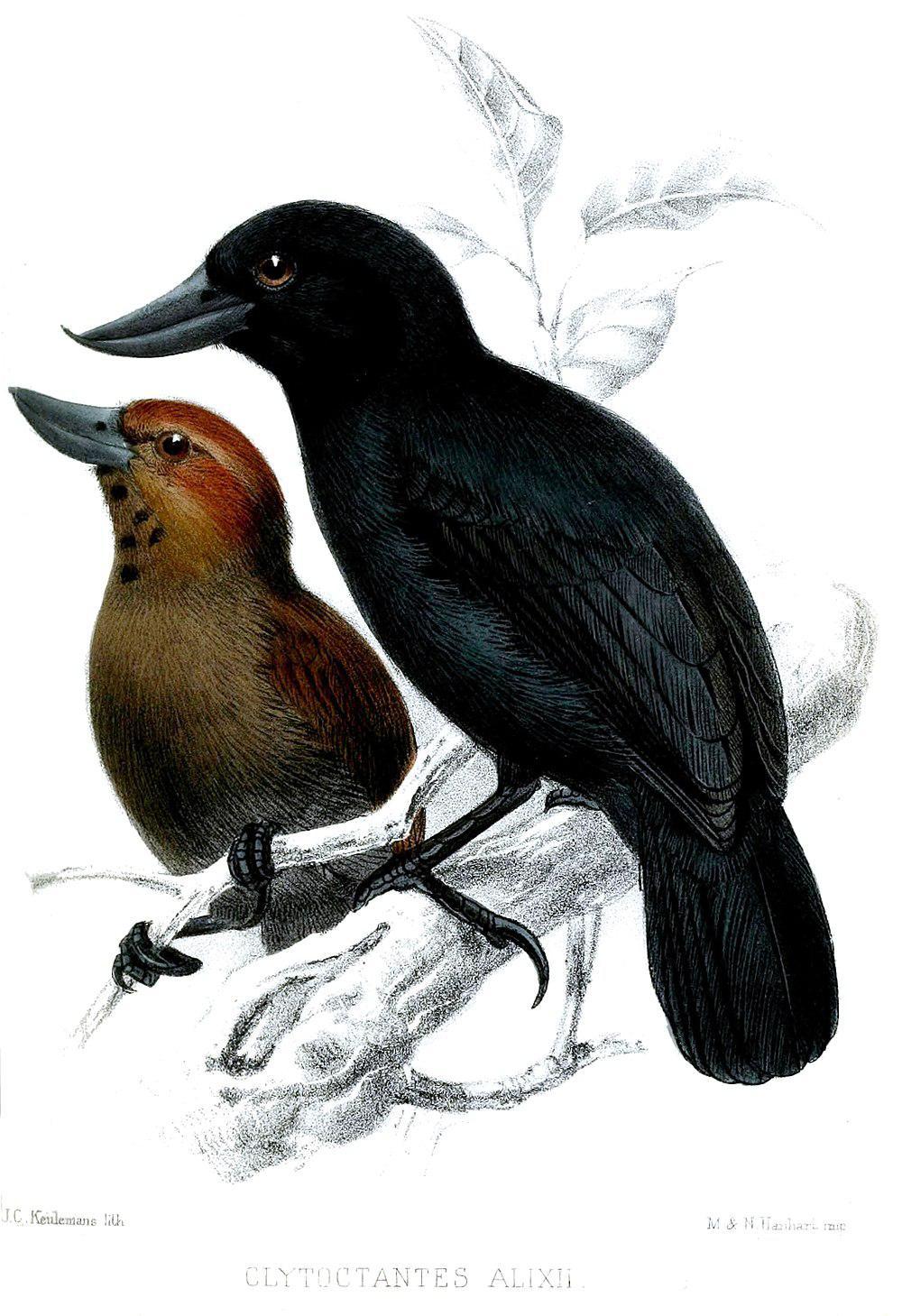 翘嘴丛蚁鵙 / Recurve-billed Bushbird / Clytoctantes alixii