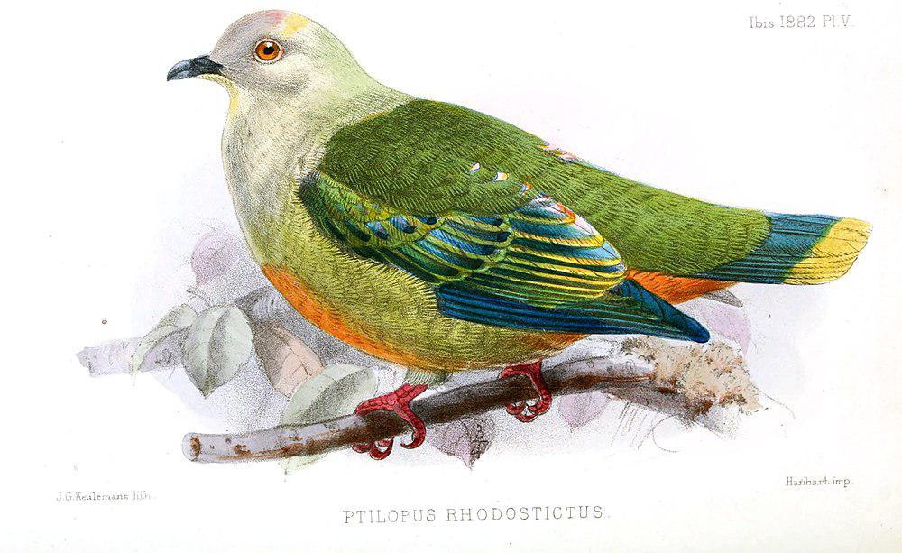银顶果鸠 / Silver-capped Fruit Dove / Ptilinopus richardsii