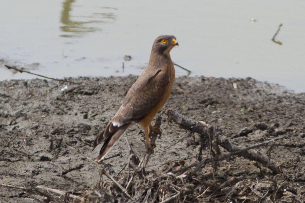 蝗鵟鹰 / Grasshopper Buzzard / Butastur rufipennis