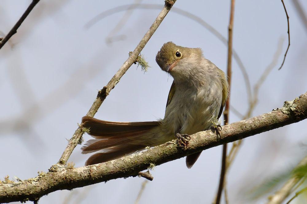 小嘴拟霸鹟 / Small-billed Elaenia / Elaenia parvirostris