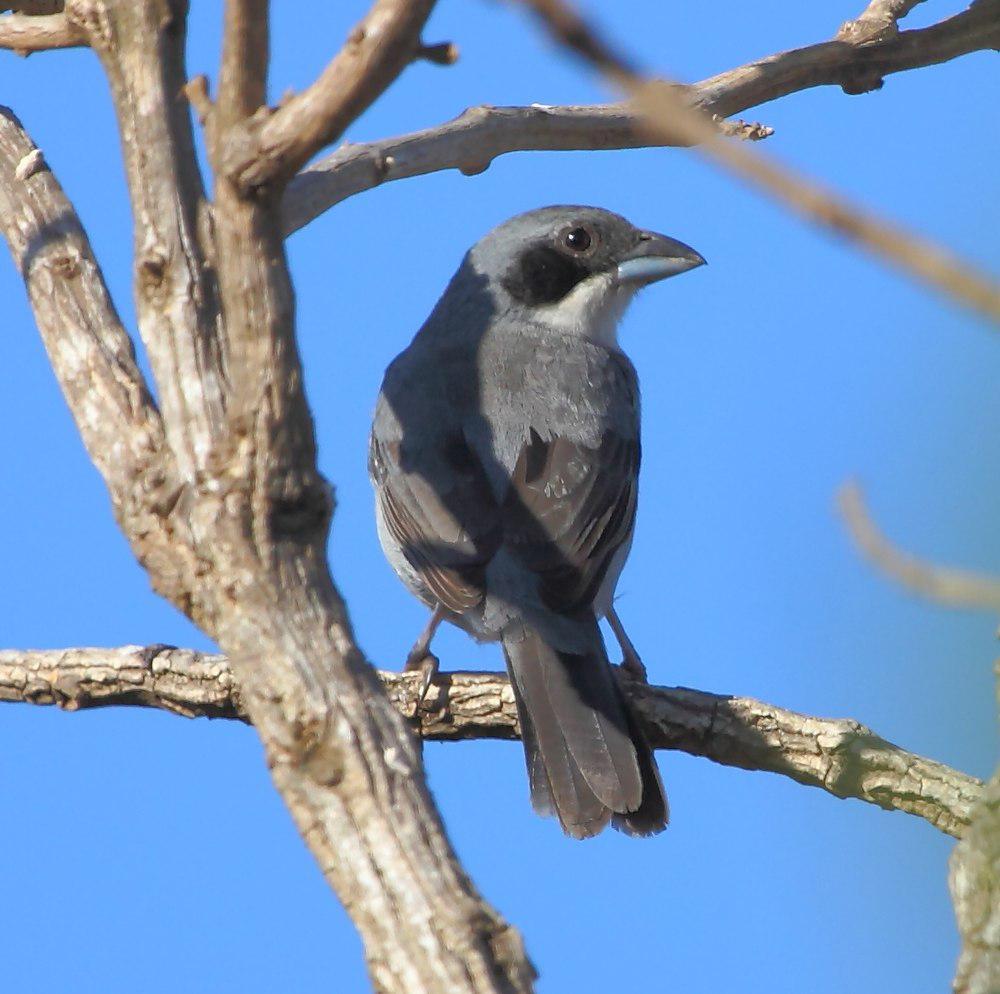 白斑唐纳雀 / Shrike-like Tanager / Neothraupis fasciata