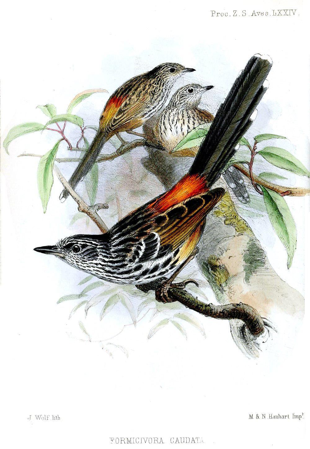 长尾蚁鸟 / East Andean Antbird / Drymophila caudata