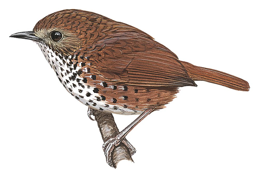 钦山鹩鹛 / Chin Hills Wren-Babbler / Spelaeornis oatesi