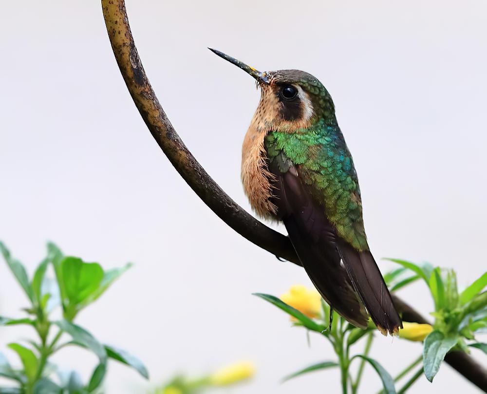 鳞斑蜂鸟 / Speckled Hummingbird / Adelomyia melanogenys