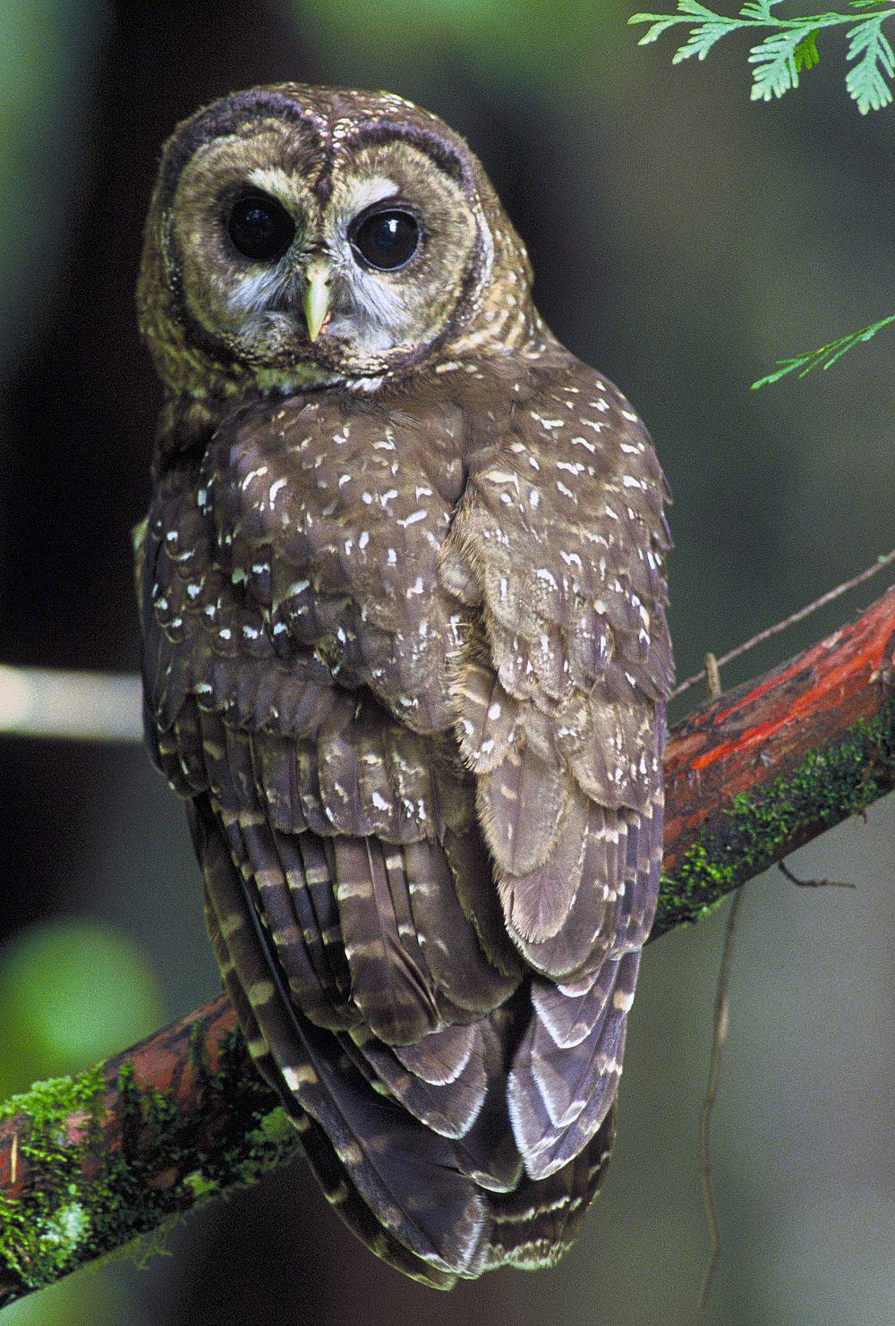 斑林鸮 / Spotted Owl / Strix occidentalis